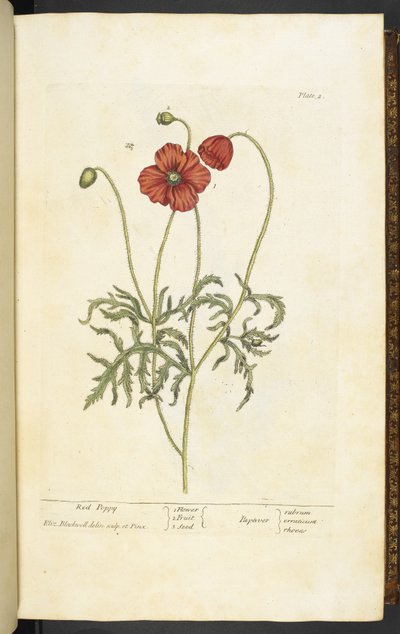 Red Poppy, levy 2 Elizabeth Blackwellin teoksesta A Curious Herbal... tekijältä English School