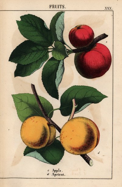 Punaiset omenat ja aprikoosit   , julkaisusta "The Instructive Picturebook, or Lessons from the Vegetable World", [Charlotte Mary Yonge], Edinburgh tekijältä English School