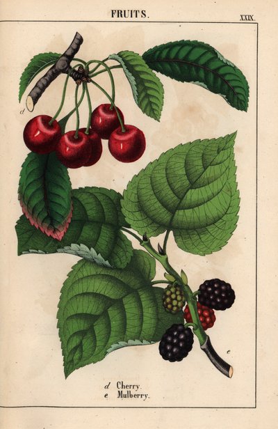 Punaiset kirsikat ja mulperihedelmät   , julkaisusta "The Instructive Picturebook, or Lessons from the Vegetable World", [Charlotte Mary Yonge], Edinburgh tekijältä English School