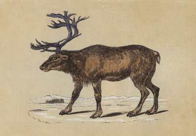 Poro (värilitra) tekijältä English School