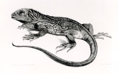 Matelija, kuvitus Charles Darwinin (1809-92) teoksesta "The Zoology of the Voyage of H.M.S Beagle, 1832-36" tekijältä English School