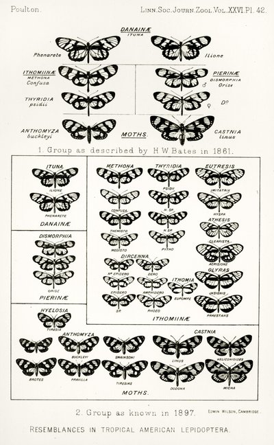 Yhtäläisyyksiä trooppisissa amerikkalaisissa perhoissa, kuvitus julkaisusta The Hope Reports, Voi. II, 1897-1900., toimittanut Edward B. Poulton, Oxford, 1901 tekijältä English School