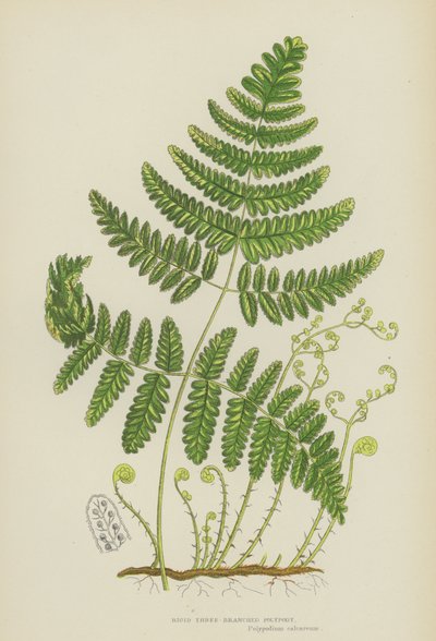 Jäykkä kolmihaarainen polypody (väri litho) tekijältä English School