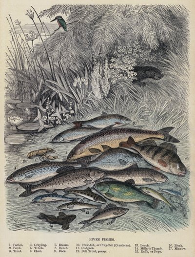 River Fishes (värillinen kaiverrus) tekijältä English School