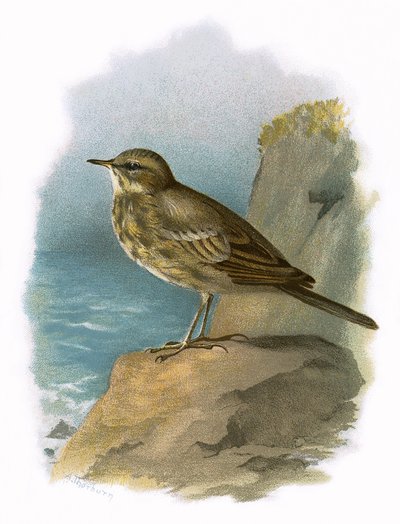 Rock pipit tekijältä English School