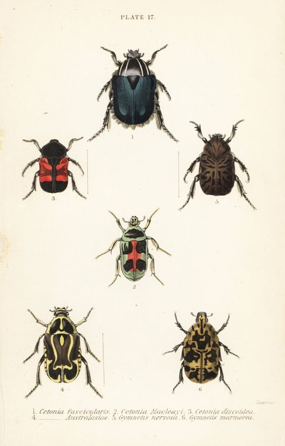 Ruusukuoriaiset: Cetonia fascicularis 1, Heterorhina macleayi 2, Gametoides subfasciata 3, viulukuoriainen, Eupoecila australasiae 4, Gymnetis hieroglyphica 5 ja Gymnetis marmorea 6 tekijältä English School