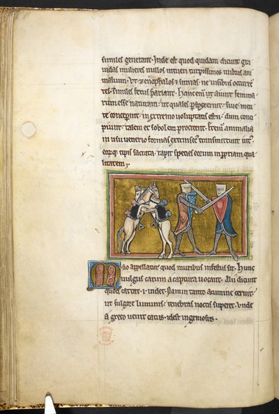 Royal 12 F.XIII, f.42v Kaksi ritaria taistelevat jalkaisin miekkojen kanssa, kun taas heidän hevosensa taistelevat toisiaan vastaan takajaloilla. , Bestiarysta (ff. 3-141), Lapidarysta (ff. 141v-149)  , 1200-luvun toinen neljännes (vellum) tekijältä English School