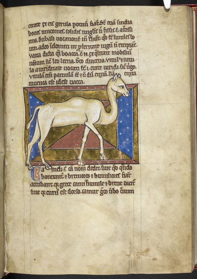 Royal MS 12 C XIX, f.33r Camel, 