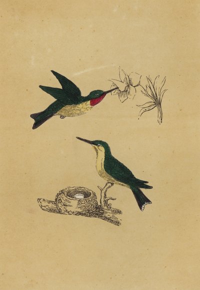 Rubiinikurkkuinen kolibri (värilitografia) tekijältä English School