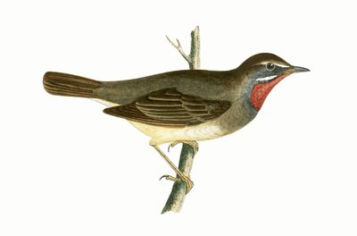 Rubiinikurkku-uikku, kuva Charles Robert Breen (1811-86) teoksesta "A History of the Birds of Europe Not Observed in the British Isles", julkaistu 1867. tekijältä English School