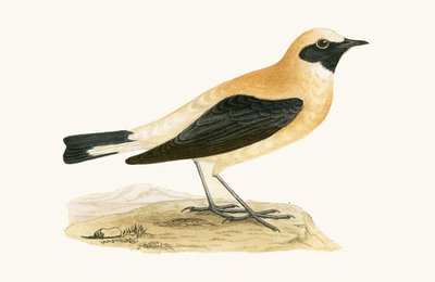 Russet Wheatear, kuvitus Charles Robert Breen (1811-86) teoksesta "A History of the Birds of the Birds of the British Isles", julkaistu 1867 tekijältä English School