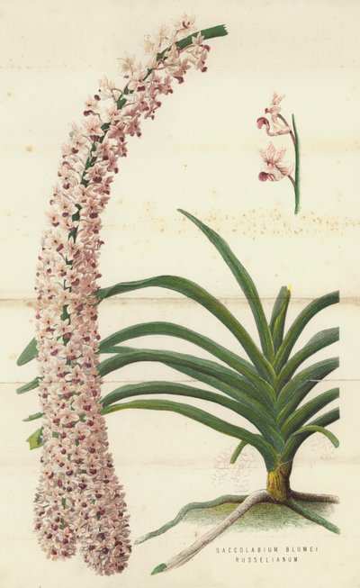 Saccolabium Blumei Russelianum (chromolitho) tekijältä English School