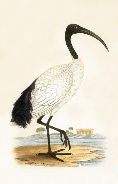 Sacred Ibis, kuvitus Charles Robert Breen (1811-86) teoksesta "A History of the Birds of the Birds of the British Islands" (1811-86), julkaistu 1867 tekijältä English School