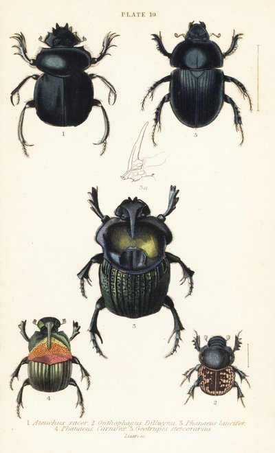 Pyhä skarabekuoriainen, Scarabaeus sacer 1, lantakuoriaiset, Onthophagus nuchicornis 2, Coprophanaeus lancifer 3, Sulcophanaeus carnifex 4 ja maaperän lantakuoriainen, Geotrupes stercorarius 5 tekijältä English School