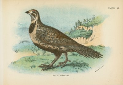Sage Grouse tekijältä English School