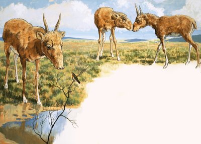 Saiga-antilooppi tekijältä English School