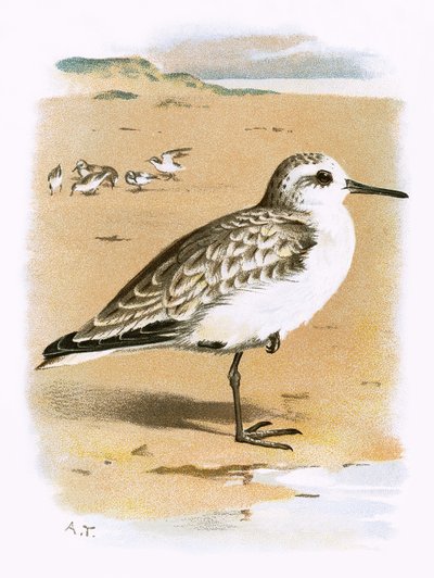 Sanderling tekijältä English School