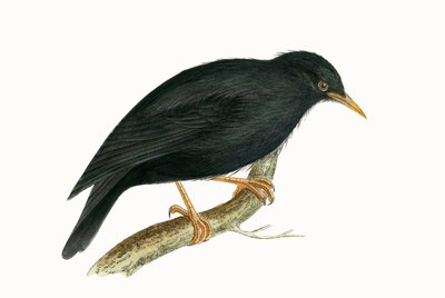 Sardinian Starling, kuvitus Charles Robert Breen (1811-86) teoksesta 