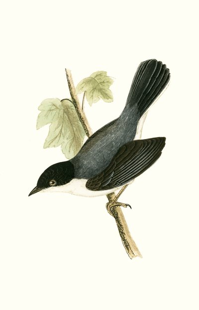 Sardiniankirkko, kuvitus Charles Robert Breen (1811-86) teoksesta "Euroopan lintujen historia, joita ei havaittu Brittein saarilla", julkaistu 1867 tekijältä English School