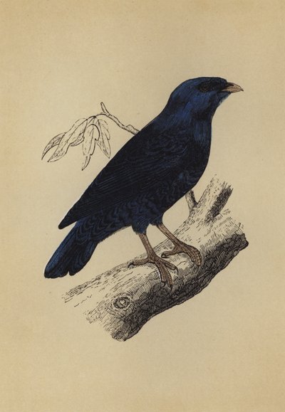 Satin Bird (värilitro) tekijältä English School