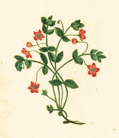 Scarlet Pimpernel, Anagallis Arvensis (värilitra) tekijältä English School