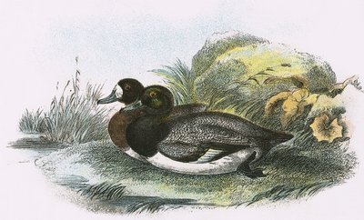 Scaup Duck tekijältä English School