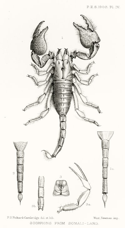 Scorpions from Somaliland, kuvitus The Hope Reportsista, Vol. II, 1897-1900., toimittanut Edward B. Poulton, Oxford, 1901 tekijältä English School