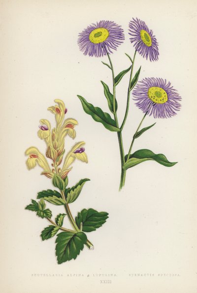 Scutellaria Alpina B Lupulina; Stenactis Speciosa (väriliitos). tekijältä English School
