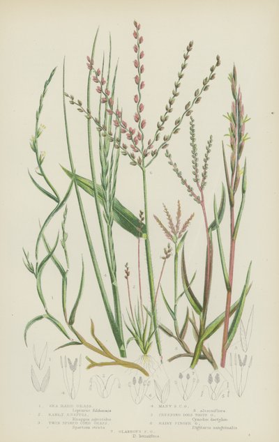 Sea Hard Grass, Early Knappia, Twin Spiked Cord Grass, Many Spiked Cord Grass, Creeping Dogs Tooth (värilitro) tekijältä English School