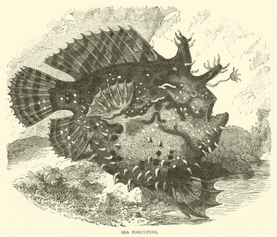 Sea Porcupine (kaiverrus) tekijältä English School