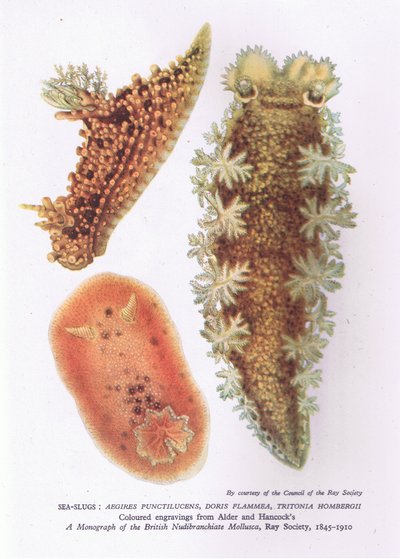 Sea Slugs, Nature in Britain julkaissut Collins tekijältä English School