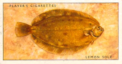 Merikalat: Kala: Sitruunakala (värilitografia) tekijältä English School