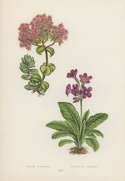 Sedum Ewersii; Primula Amoena (väri litossa) tekijältä English School
