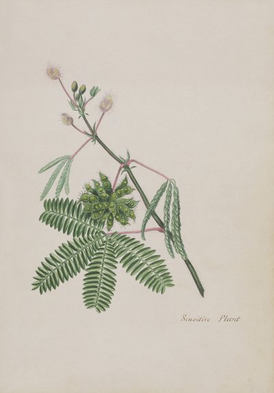 Herkkä kasvi, kuvitus runoalbumista, grafiittipiirroksia ja vesivärejä, n. 1828 (wc paperilla) tekijältä English School
