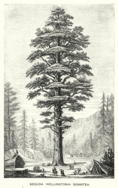 Sequoia (Wellingtonia) Gigantea (kaiverrus) tekijältä English School