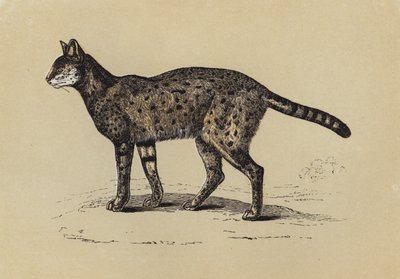 Serval (värilitografia) tekijältä English School