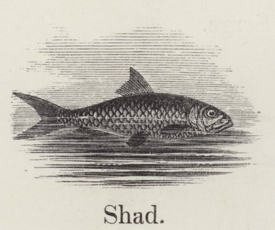 Shad (kaiverrus) tekijältä English School