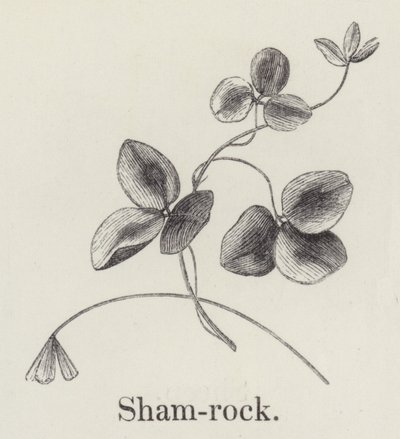 Shamrock (kaiverrus) tekijältä English School