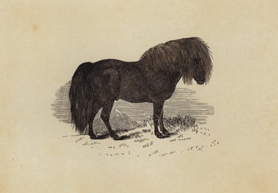 Shetlanninponi (väri litho) tekijältä English School