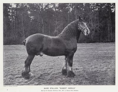 Shire Stallion "Buscot Harold" (litho) tekijältä English School
