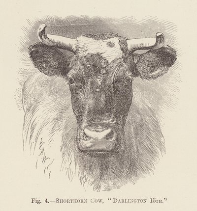 Shorthorn-lehmä, "Darlington 15th" (kaiverrus). tekijältä English School