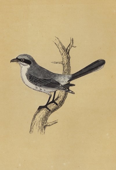 Shrike (värilitografia) tekijältä English School