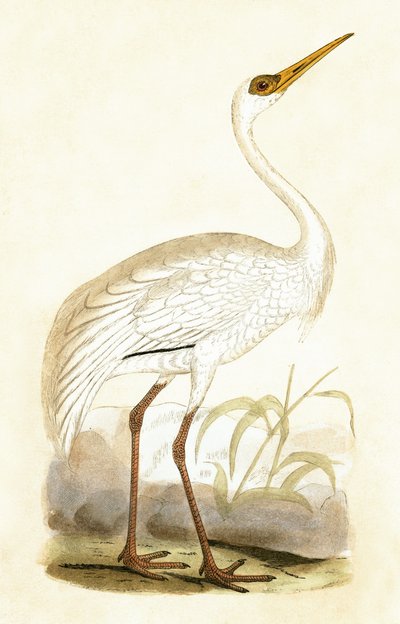 Siperiankurkku, kuvitus Charles Robert Breen (1811-86) teoksesta "A History of the Birds of the Birds of the British Islands", julkaistu 1867 tekijältä English School