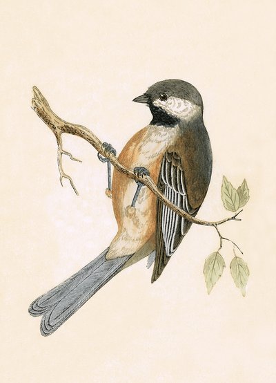 Siperiantiainen, kuvitus Charles Robert Breen (1811-86) teoksesta "A History of the Birds of the Birds of the British Islands", julkaistu 1867 tekijältä English School