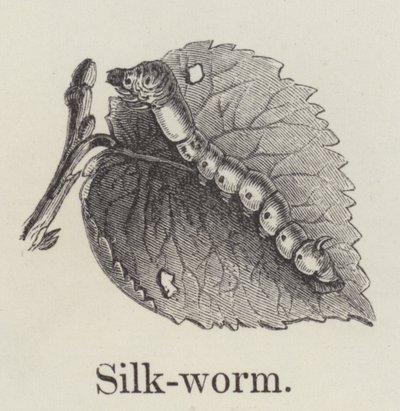 Silkkiäistoukkien (kaiverrus) tekijältä English School