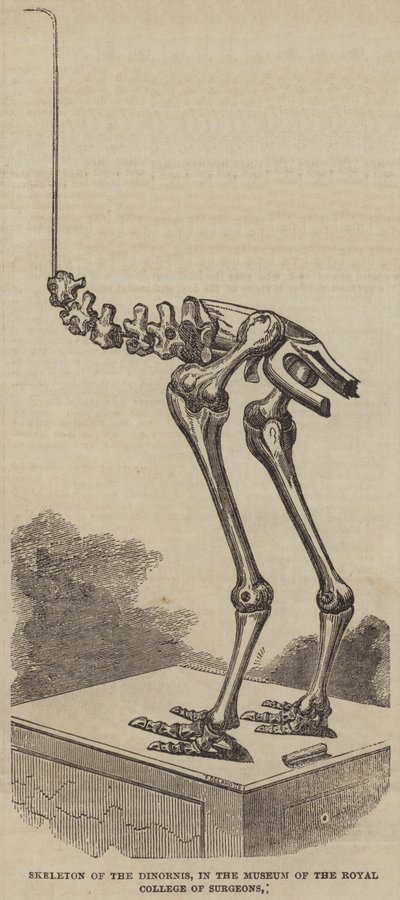 Dinorniksen luuranko, Royal College of Surgeons -museossa (kaiverrus) tekijältä English School