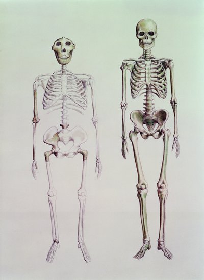 Australopithecus Boisein ja Homo Sapiensin luurangot tekijältä English School