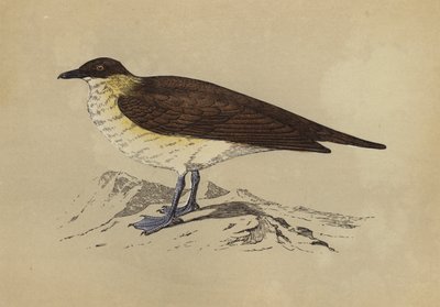 Skua (värilitra) tekijältä English School
