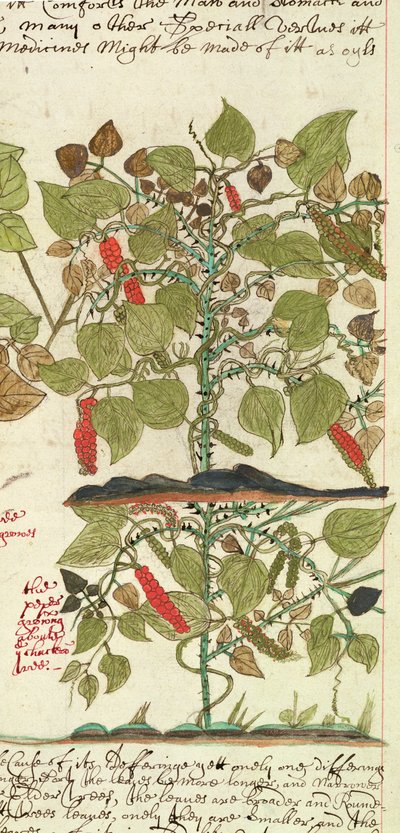 Sloane 4013 f.7 Det. Pippurikasvi julkaisusta "Intian kasvien kuvaukset" tekijältä English School