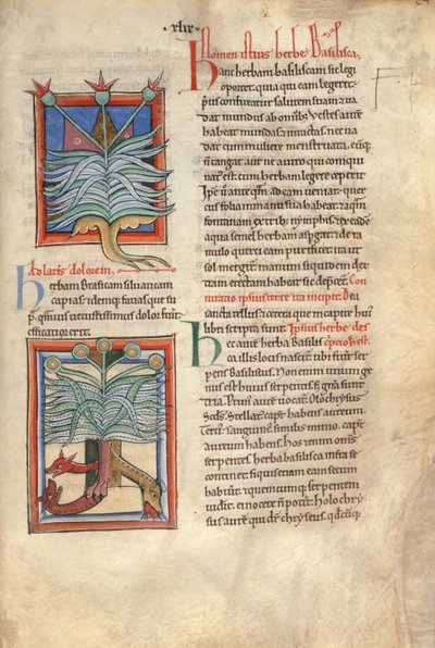 Sloane Ms 1975 fol.48 Yrttibasilika tekijältä English School